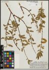 Foto von Salix pseudocordata Andersson